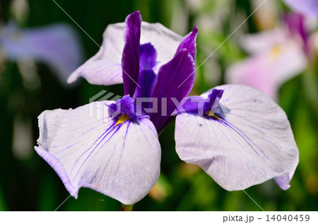 宮地嶽神社の江戸菖蒲 宮地嶽神社の江戸菖蒲 14040459