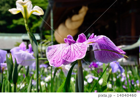 宮地嶽神社の江戸菖蒲 宮地嶽神社の江戸菖蒲 14040460