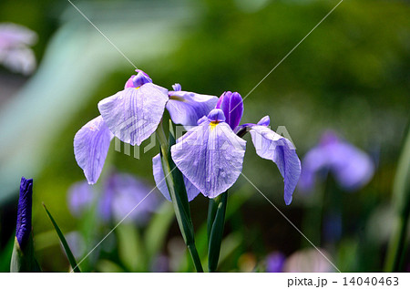 宮地嶽神社の江戸菖蒲 宮地嶽神社の江戸菖蒲 14040463