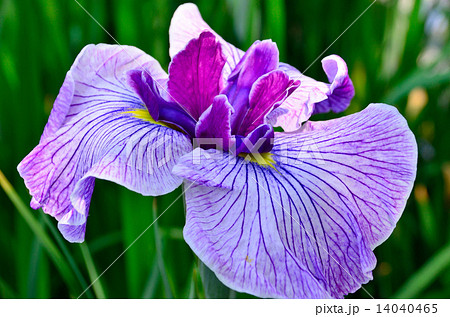 宮地嶽神社の江戸菖蒲 宮地嶽神社の江戸菖蒲 14040465
