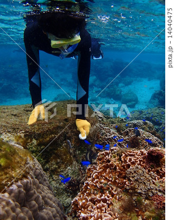 シュノーケリング（獲付け） 14040475