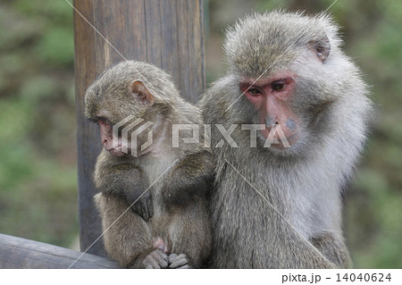 寄り添って親子猿 14040624