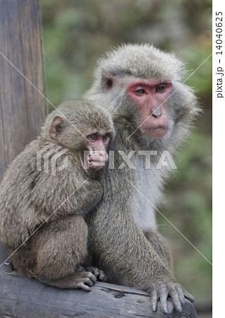 日本猿の親子 14040625