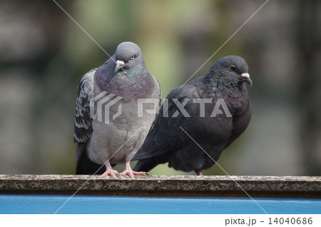 2匹のハト 14040686