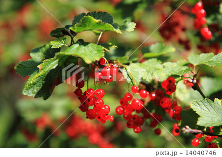 red currant plat with fruits red currant plat with fruits 14040746