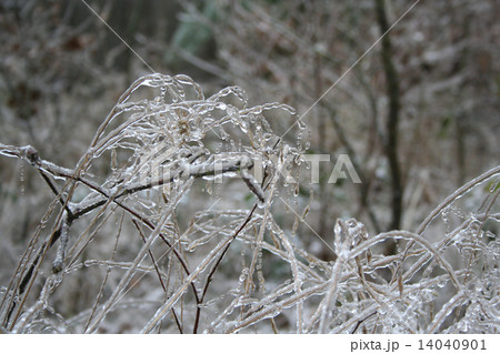 frozen drops of water in the wild nature frozen drops of water in the wild nature 14040901