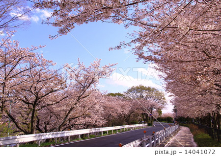 武庫川河川敷に咲く桜 14041072