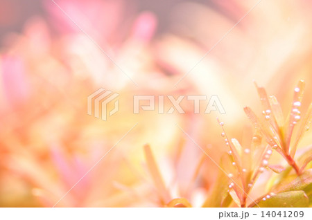 赤系水草 赤系水草 14041209