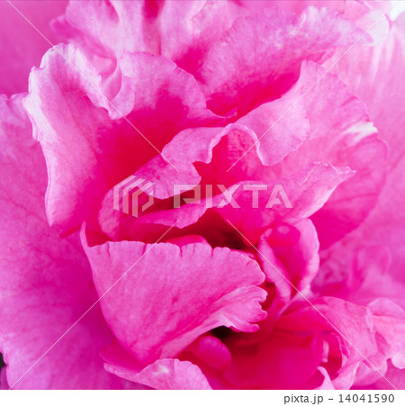Flower of a pink azalea close up, macro Flower of a pink azalea close up, macro 14041590