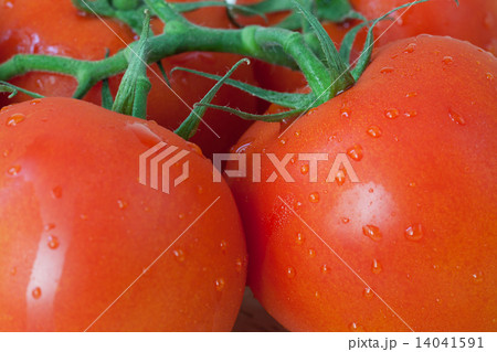 Red tomatoes with water drops close up 14041591