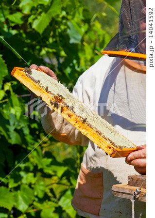 Beekeeper holds in hand a frame with honey honeycombs and bees Beekeeper holds in hand a frame with honey honeycombs and bees 14041592