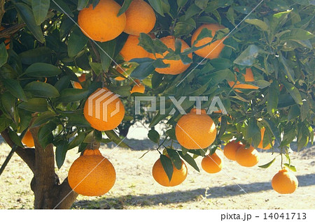 収穫時期のデコポン：不知火 14041713