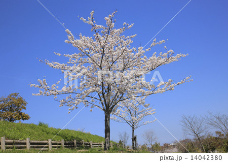 ソメイヨシノ( 高岡おとぎの森公園 ) ソメイヨシノ( 高岡おとぎの森公園 ) 14042380