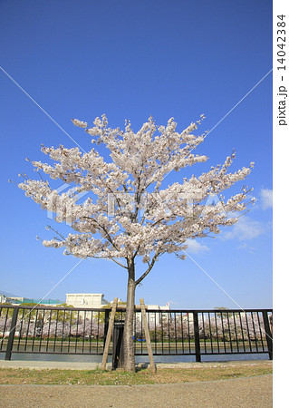 ソメイヨシノ（ 毛馬桜之宮公園 ） 14042384