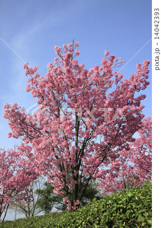 桜（ 高岡おとぎの森公園 ） 14042393
