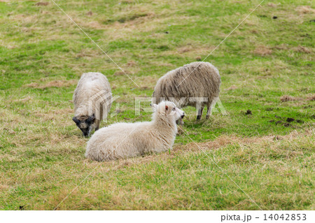 A few sheep on pasture. 14042853