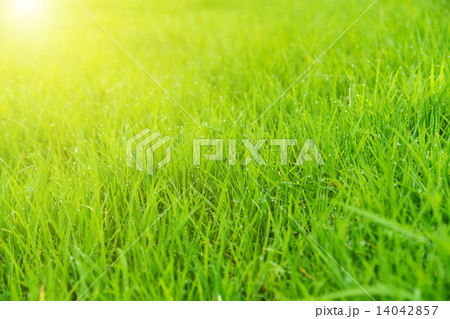 Meadow green lush grass. Closeup. 14042857