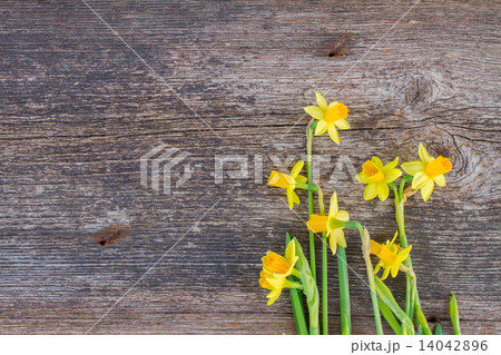 daffodils on wooden background daffodils on wooden background 14042896