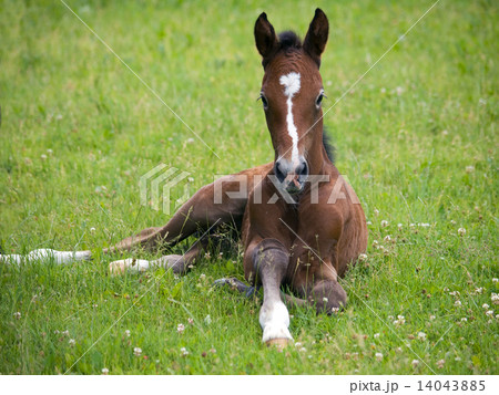 Newborn foal Newborn foal 14043885