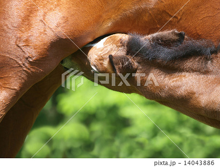 Detail of sucking 14043886