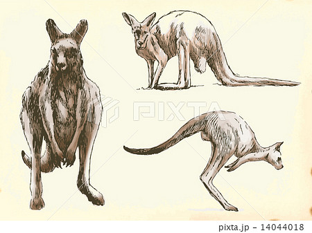 studies kangaroo in motion studies kangaroo in motion 14044018