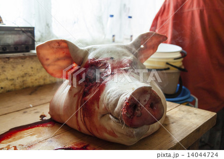 head of death pig head of death pig 14044724
