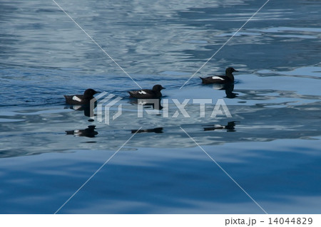 Line of three guillemots reflected in water 14044829