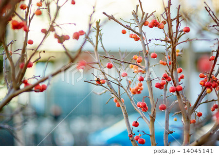 Red ripe crabapples on the tree 14045141