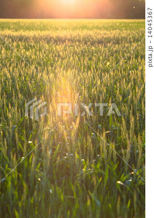 Beautiful plants in a field 14045367