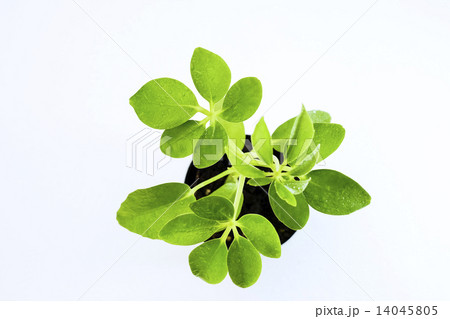 カポック　観葉植物　葉 14045805
