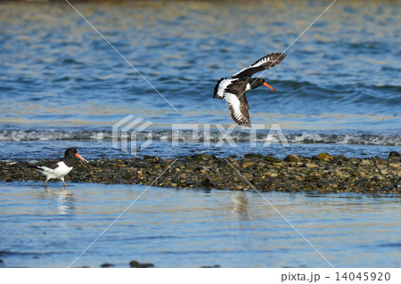 ミヤコドリ 14045920