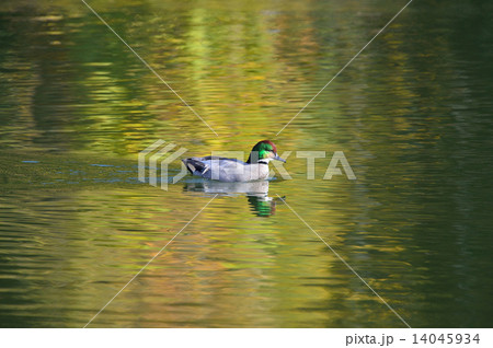 ヨシガモ秋色 14045934
