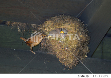 ミソサザイ子育て ミソサザイ子育て 14045969