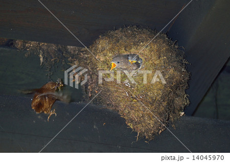 ミソサザイ子育て ミソサザイ子育て 14045970