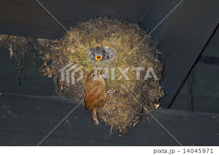 ミソサザイ子育て ミソサザイ子育て 14045971