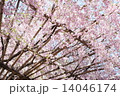 御幸桜 14046174