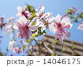 御幸桜 14046175
