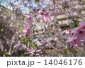 御幸桜 14046176