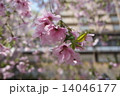 御幸桜 14046177