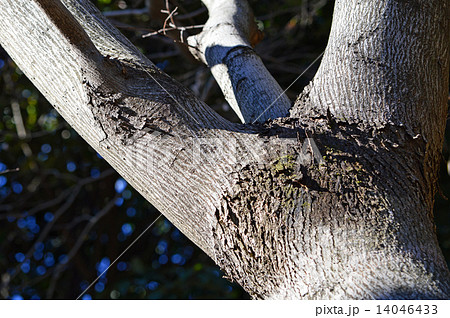 ムクノキ(椋木) ムクノキ(椋木) 14046433