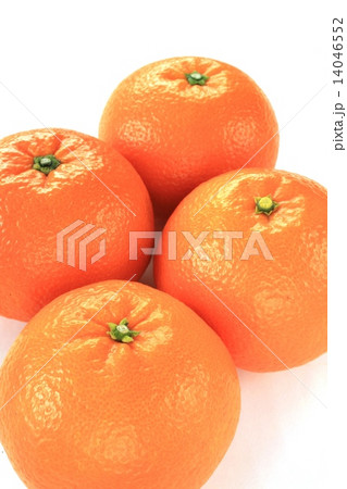 いよかん・5 14046552