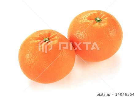 いよかん・7 14046554