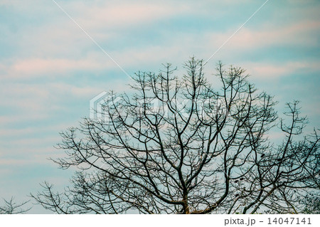 big dead tree 14047141