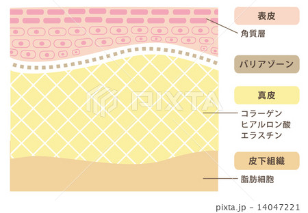 肌の断面図のイラスト素材