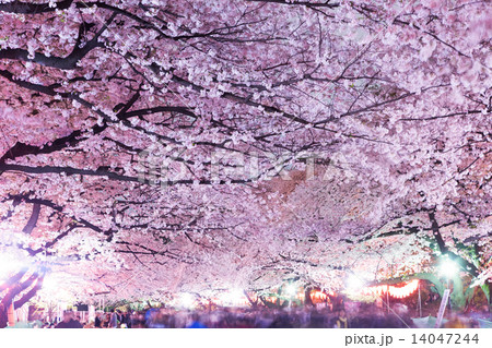 上野公園の夜桜　 14047244