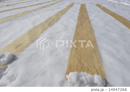奥会津昭和村のからむし織雪ざらし5 奥会津昭和村のからむし織雪ざらし5 14047268