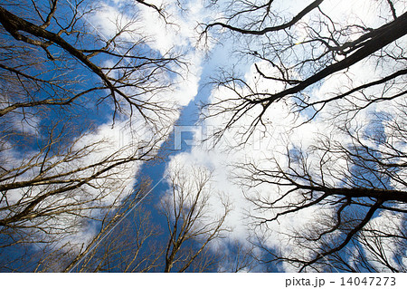 冬空と枯木立　 14047273