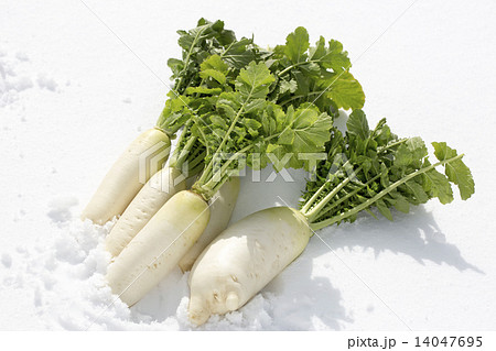 雪下野菜 雪下野菜 14047695