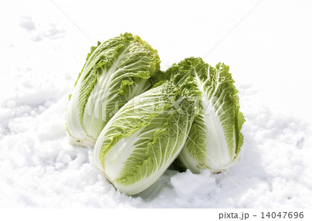 雪下野菜 14047696