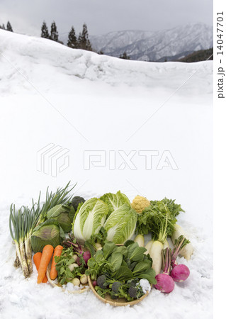 雪中野菜 雪中野菜 14047701